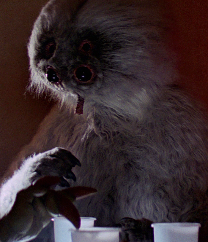 muftak1