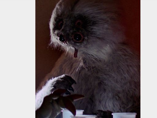 muftak4